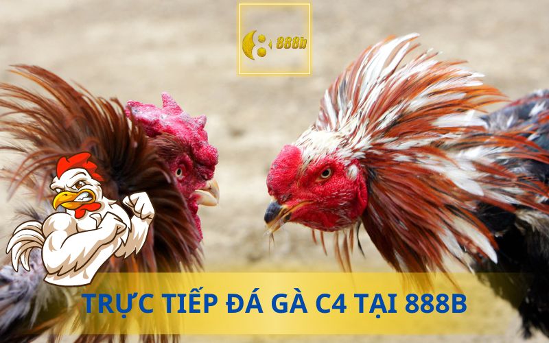 ĐÁ GÀ C4 TẠI 888B