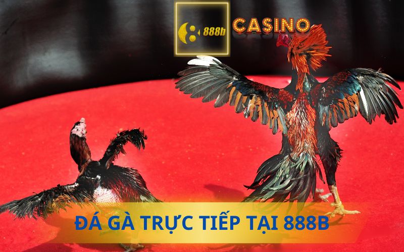 XEM ĐÁ GÀ TRỰC TIẾP 888B